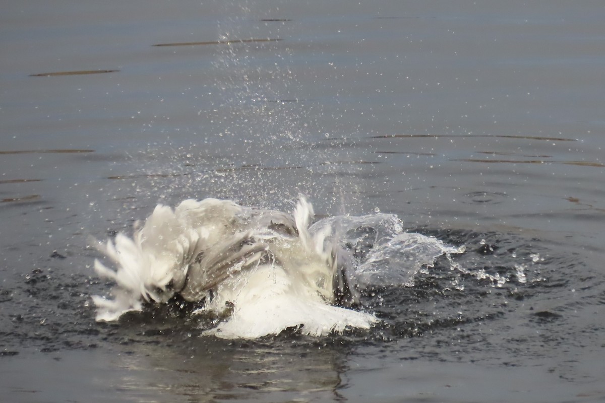 Glaucous-winged Gull - ML644601366