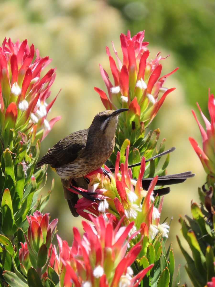 Цукролюб буроволий - ML644601370