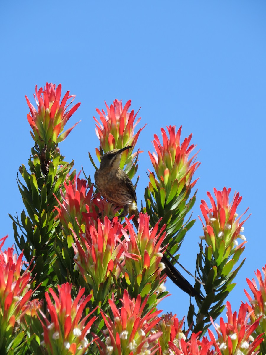 Цукролюб буроволий - ML644601371