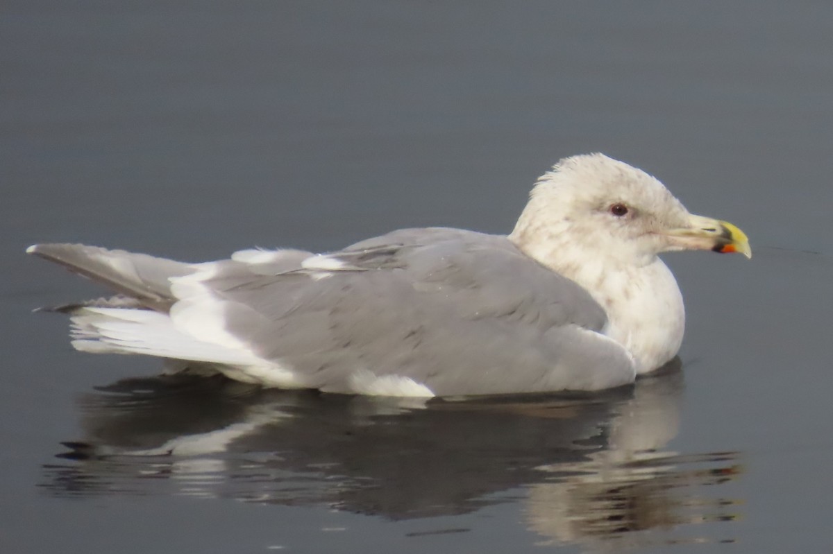 Glaucous-winged Gull - ML644601372