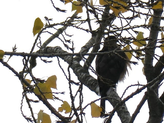 Cooper's Hawk - ML644601373