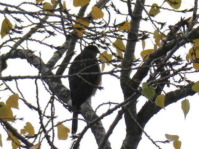 Cooper's Hawk - ML644601374