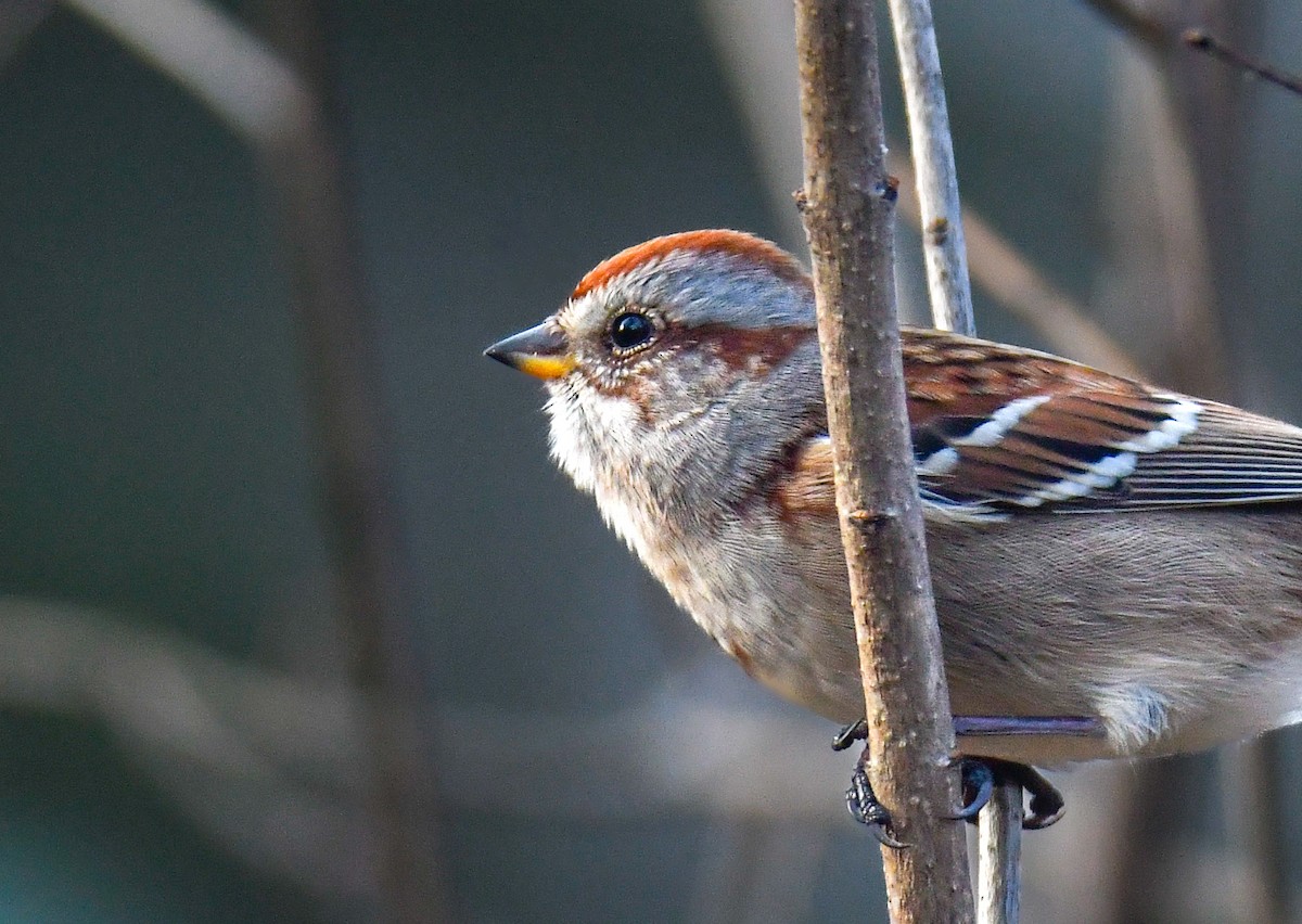 ムナフヒメドリ - ML644601378