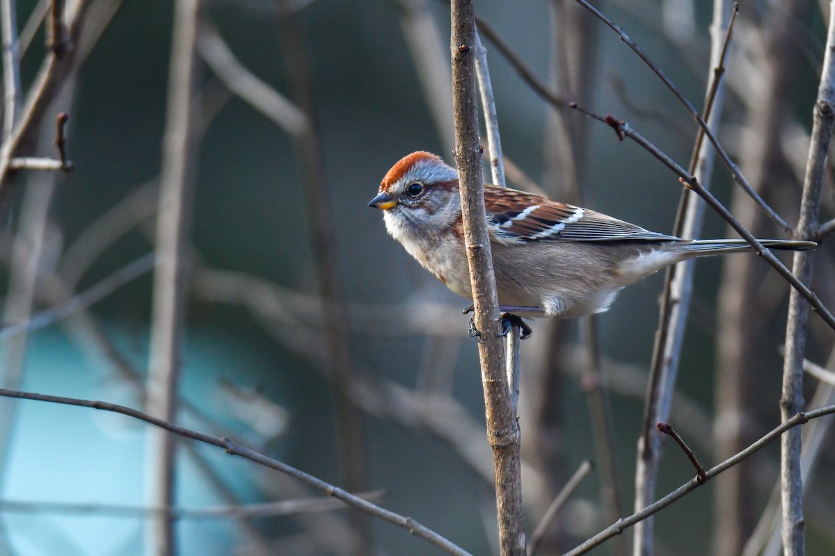 ムナフヒメドリ - ML644601379