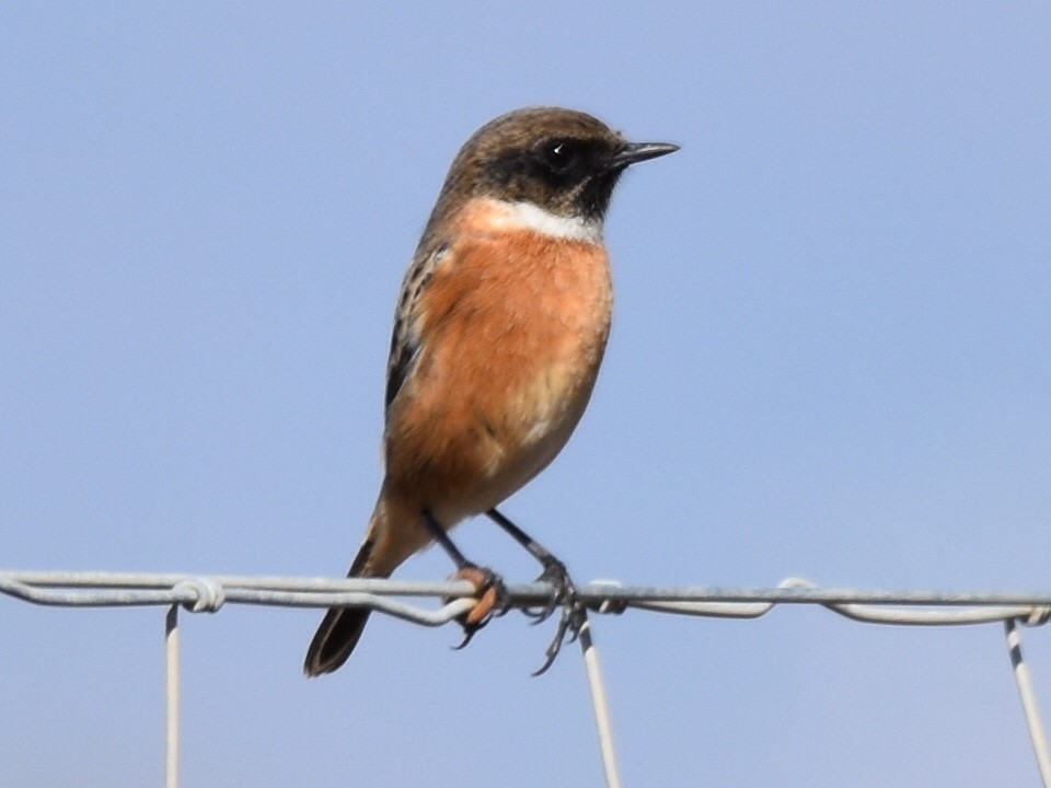 European Stonechat - ML644601384