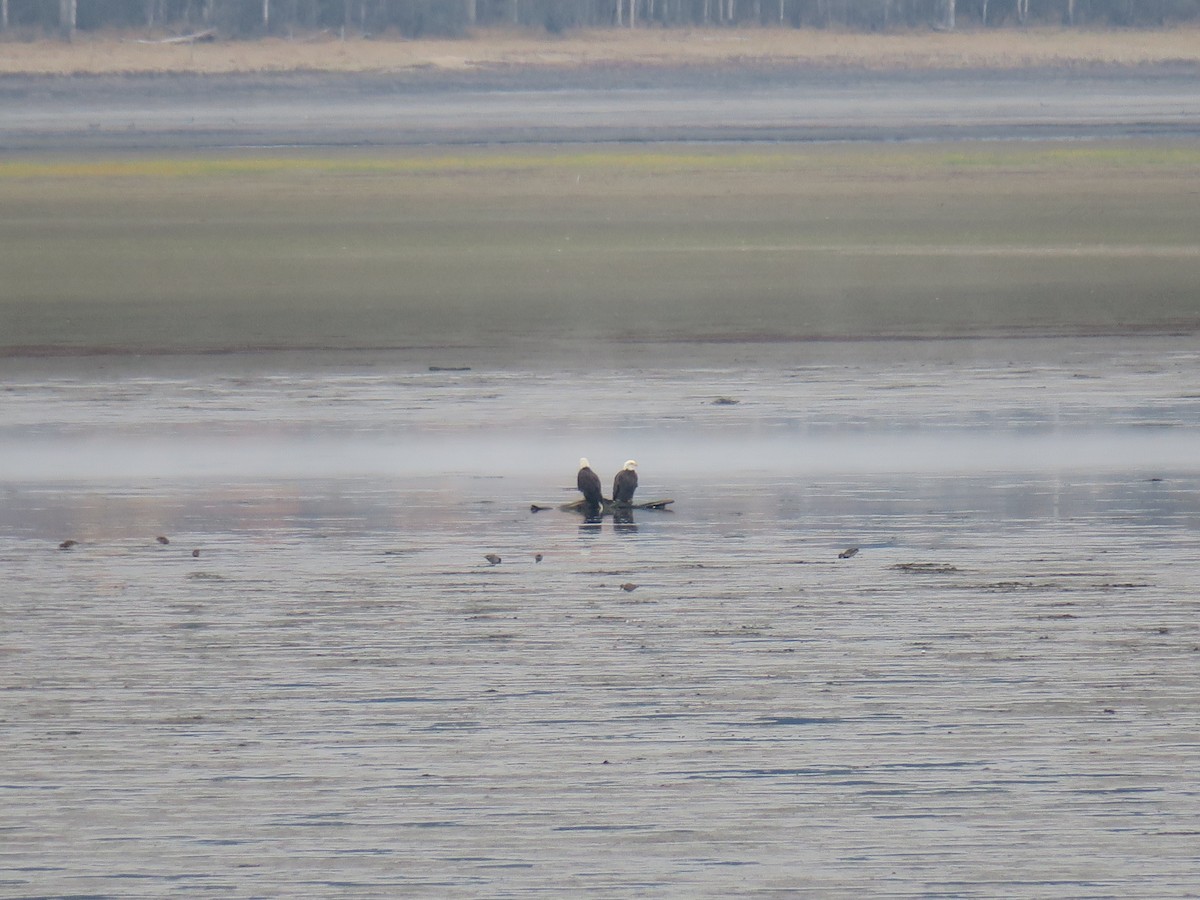 Itsas arrano buruzuria - ML644601387