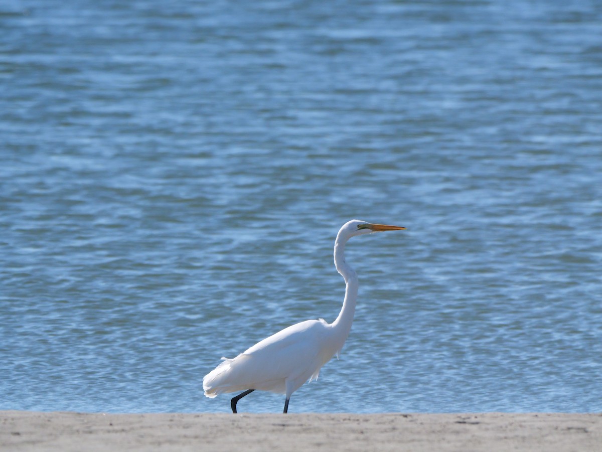 Great Egret - ML644601403