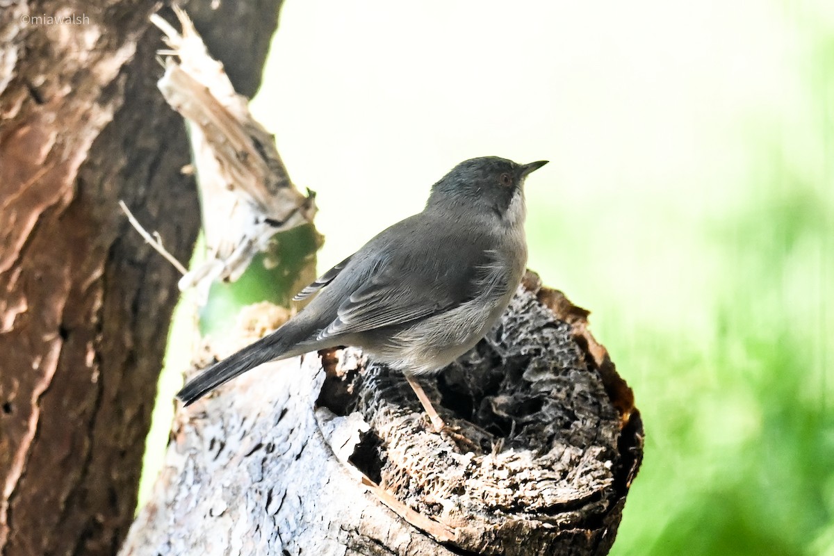 Txinbo burubeltza - ML644601408