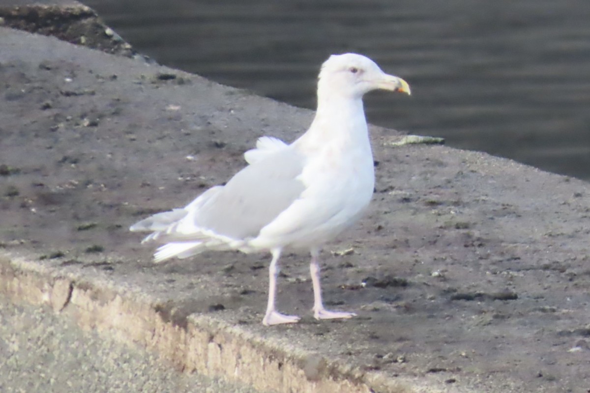 Glaucous-winged Gull - ML644601409