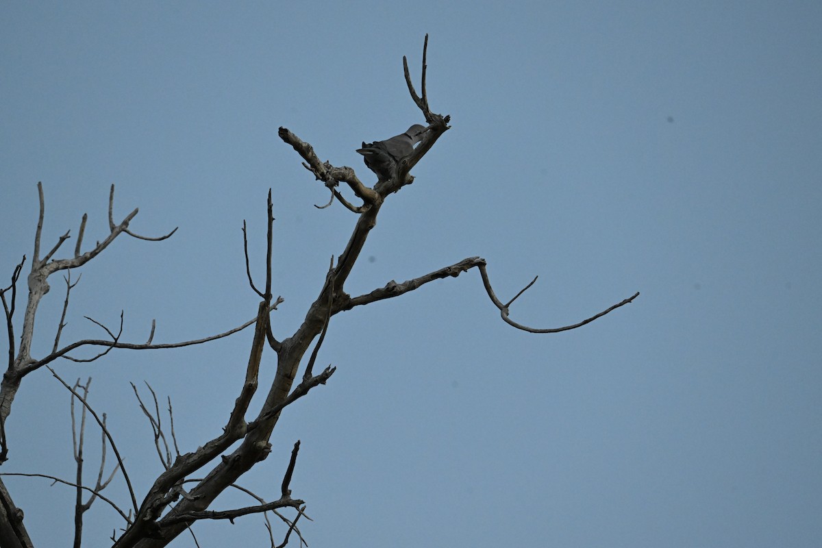 Буулгат хүүрзгэнэ - ML644601410