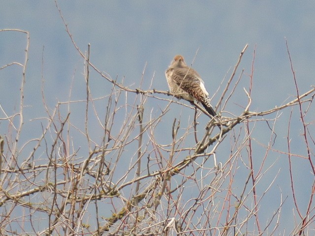 Northern Flicker - ML644601412