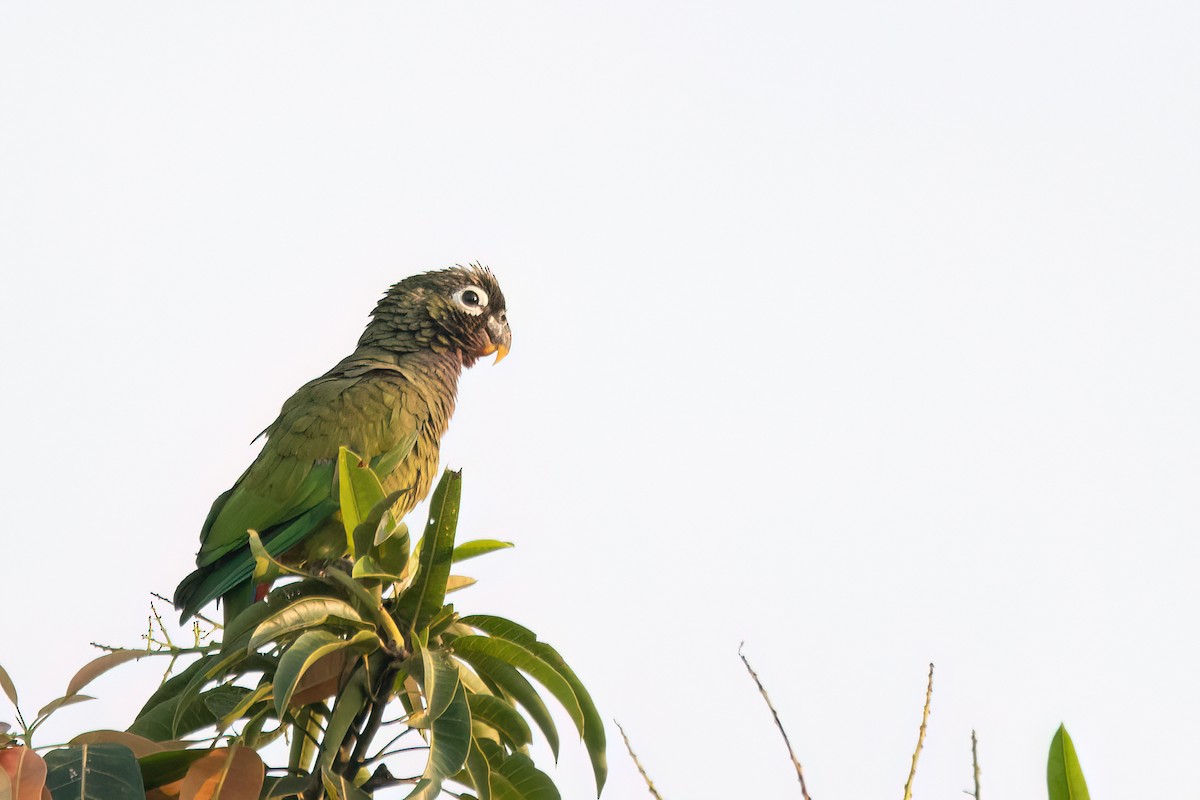 Scaly-headed Parrot - ML644601414