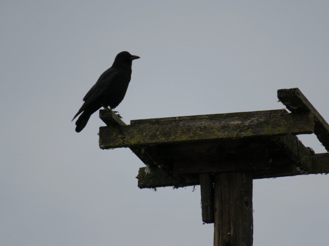 American Crow - ML644601422