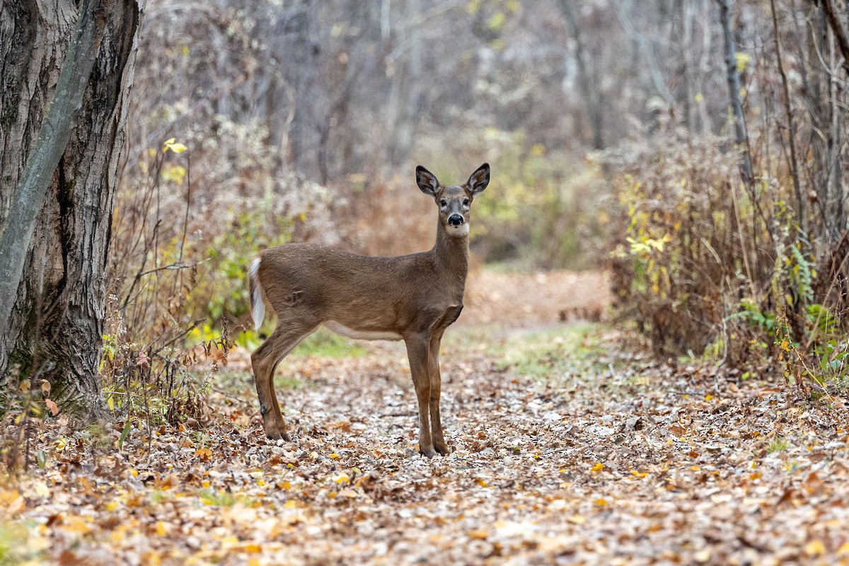 White-tailed Deer - ML644601436