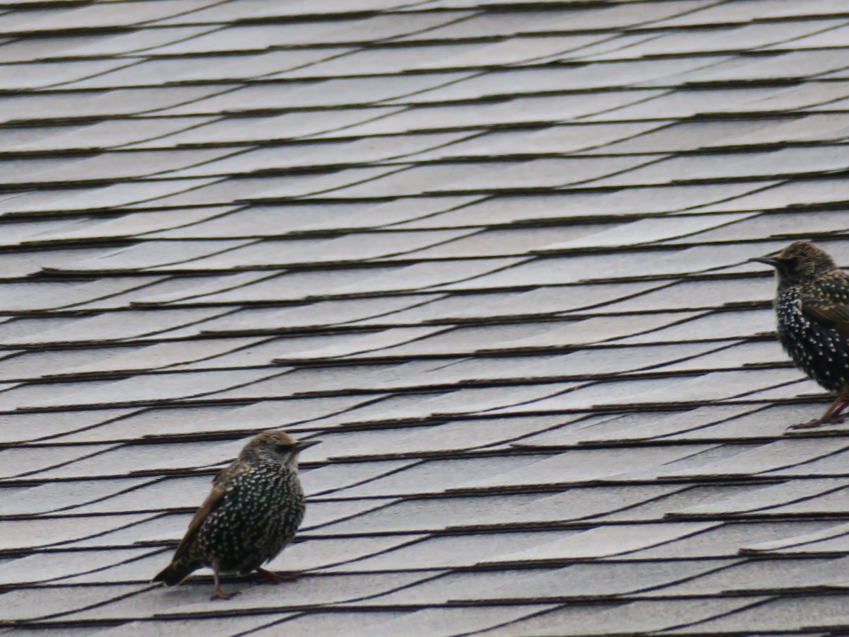 Arabazozo pikarta - ML644601437