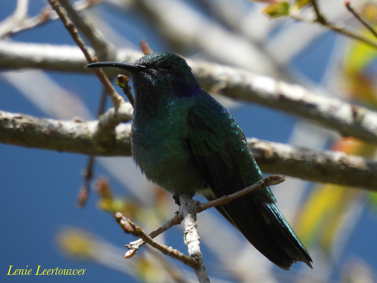 Lesser Violetear (Andean) - ML644601450