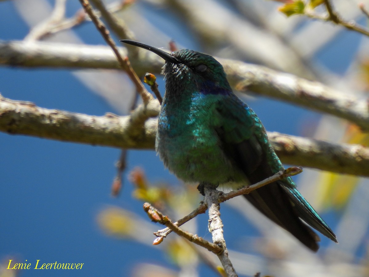 Lesser Violetear (Andean) - ML644601453