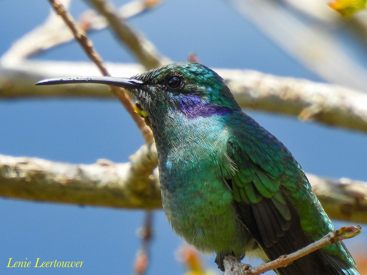 Lesser Violetear (Andean) - ML644601457