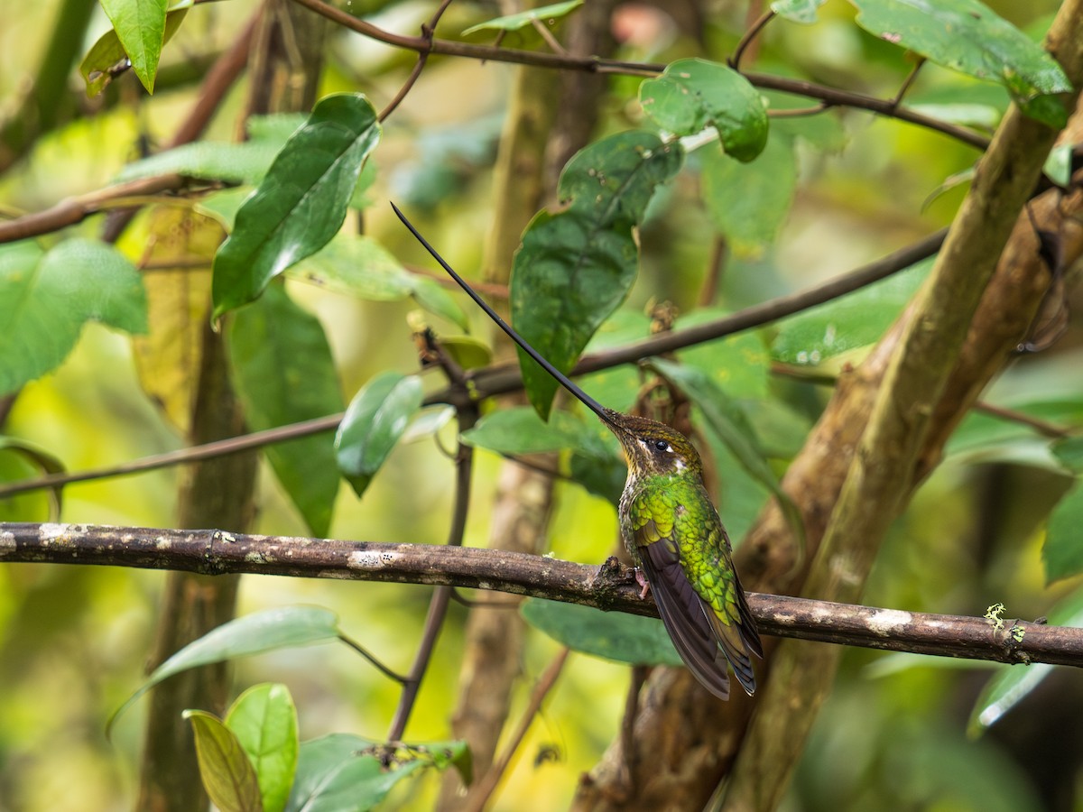 Sword-billed Hummingbird - ML644601461