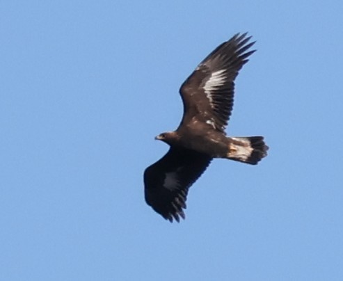 kongeørn - ML644601469