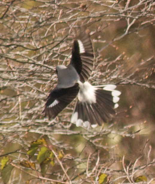 Сорокопуд північний - ML644601474