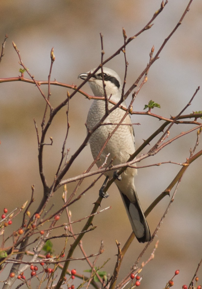 Сорокопуд північний - ML644601475