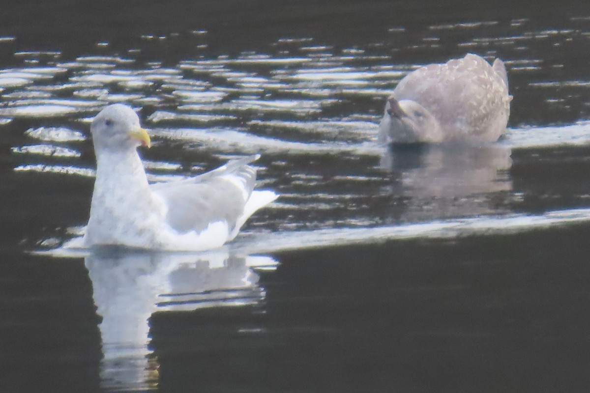 Glaucous-winged Gull - ML644601503