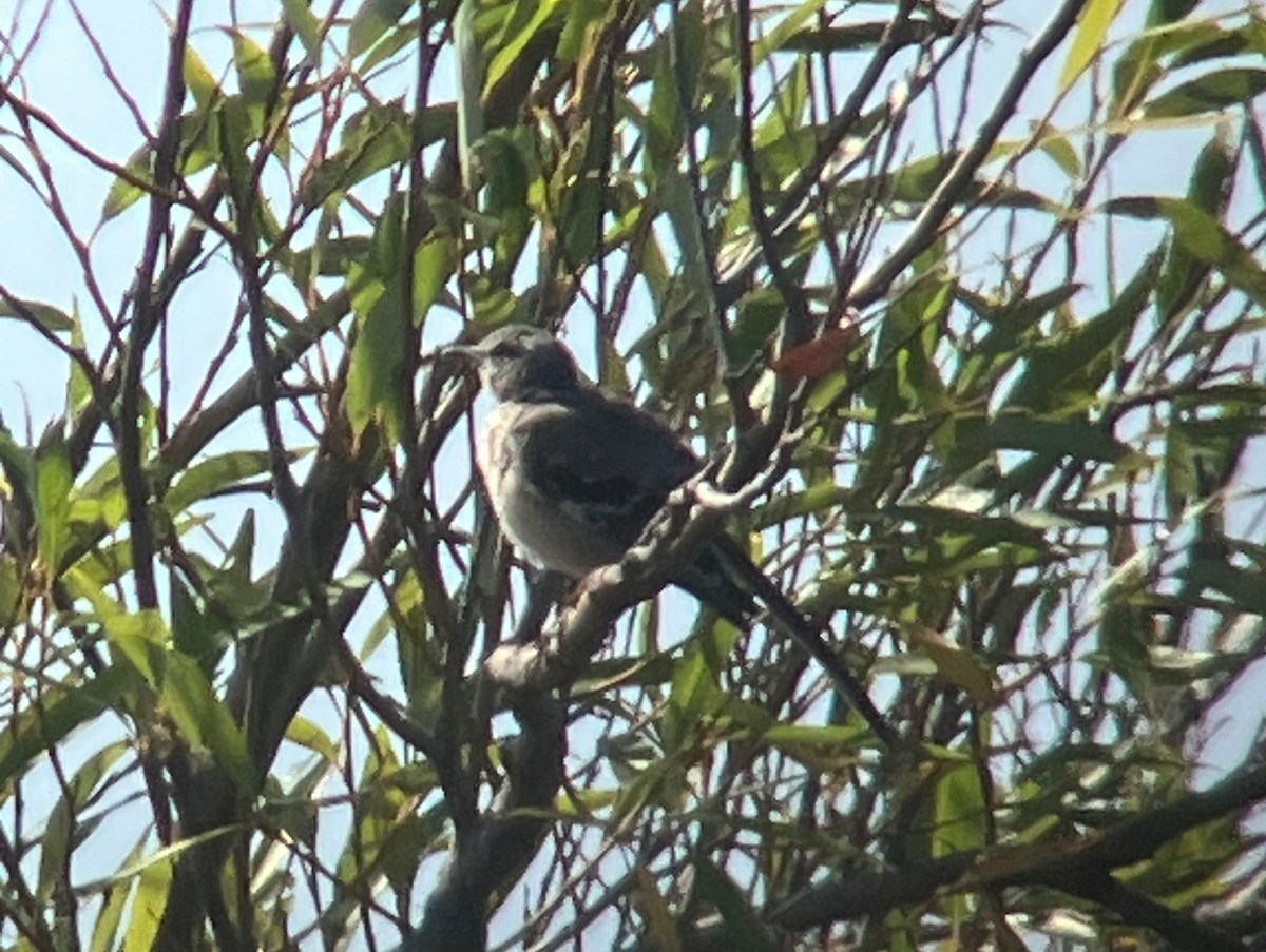 Northern Mockingbird - ML644601510