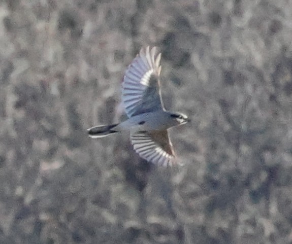 Сорокопуд північний - ML644601514