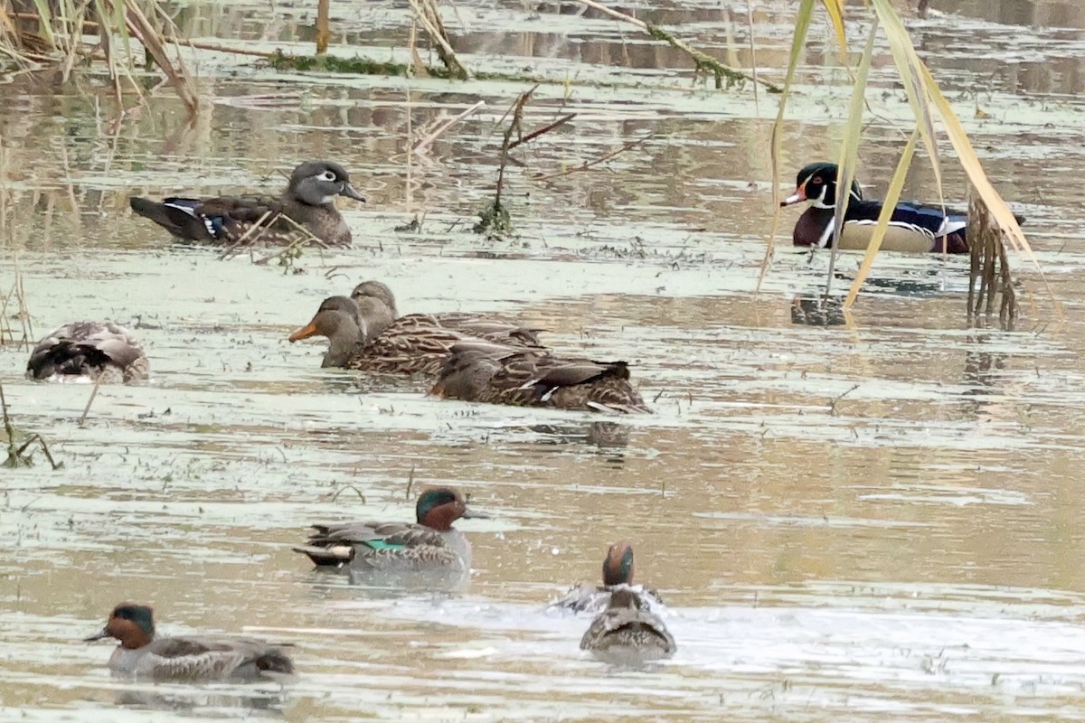 美洲鴛鴦 - ML644601531