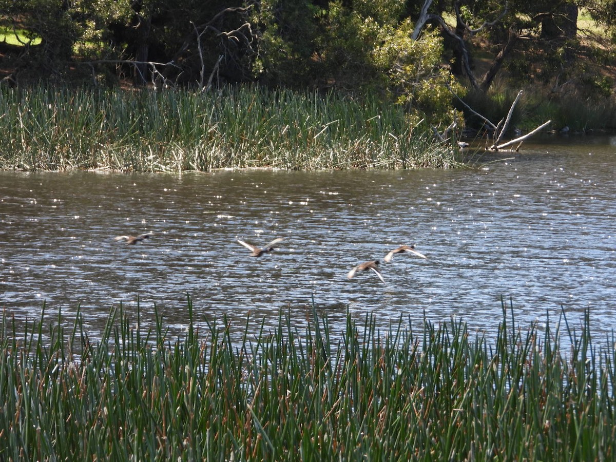 Hardhead - ML644601532