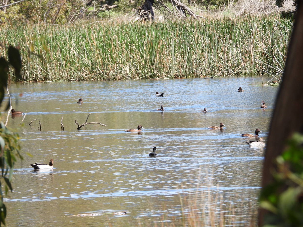 Hardhead - ML644601533