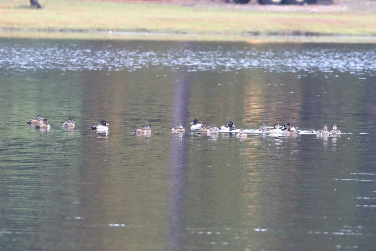 Ring-necked Duck - ML644601538
