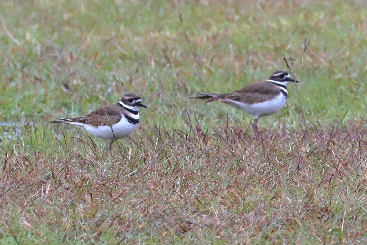 Killdeer - ML644601544