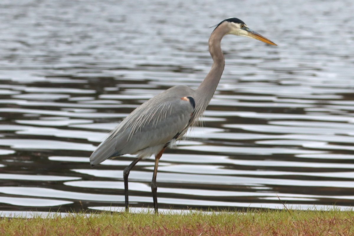 Great Blue Heron - ML644601551