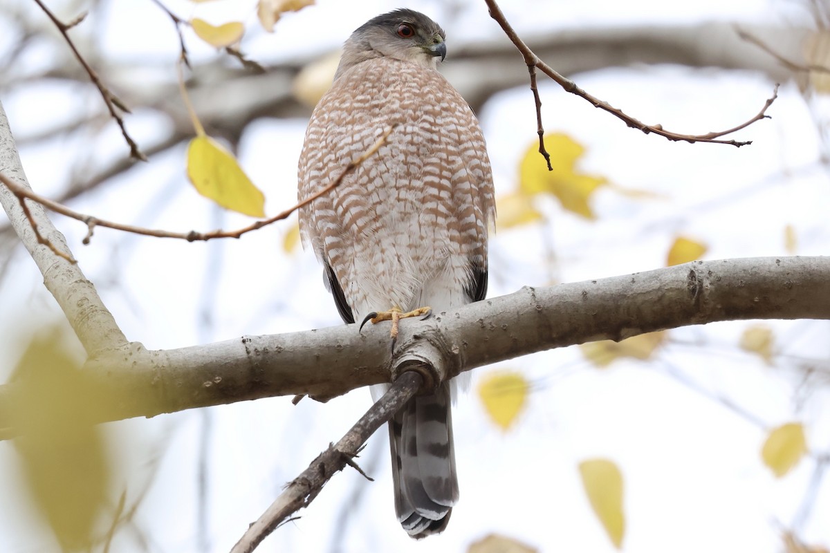 Cooper's Hawk - ML644601558