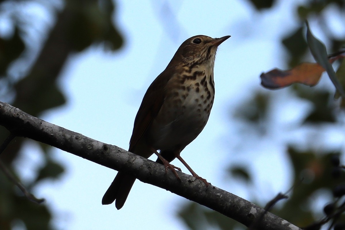 Hermit Thrush - ML644601560