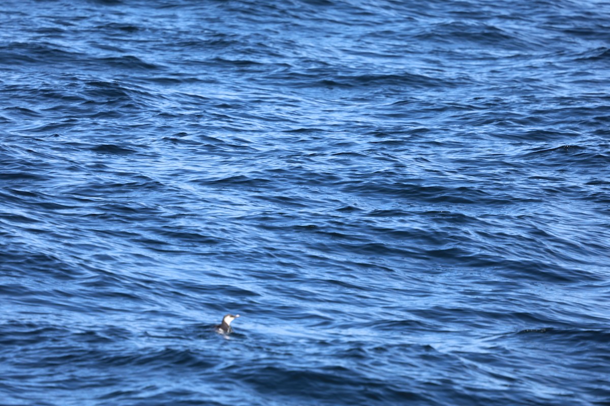 Common Murre - ML644601564