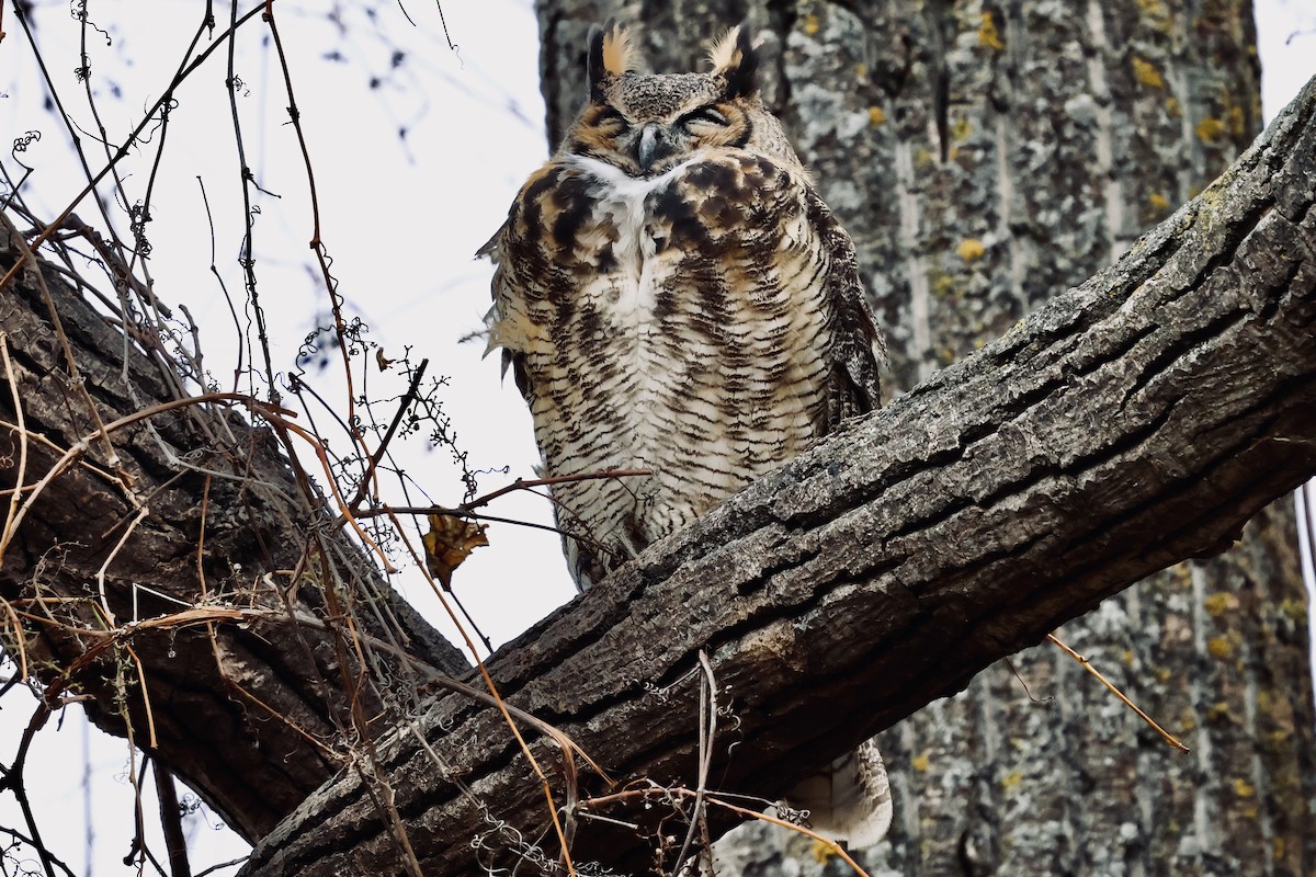 Great Horned Owl - ML644601571