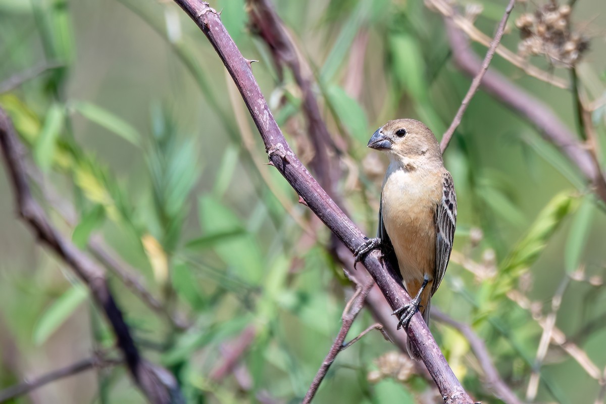 rustnakkefrøeter - ML644601580