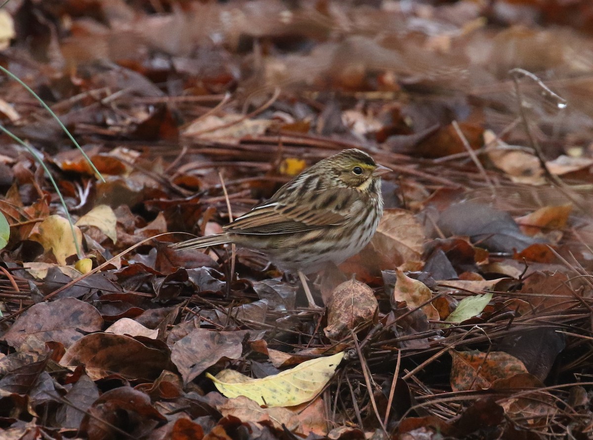 Savannah Sparrow - ML644601582
