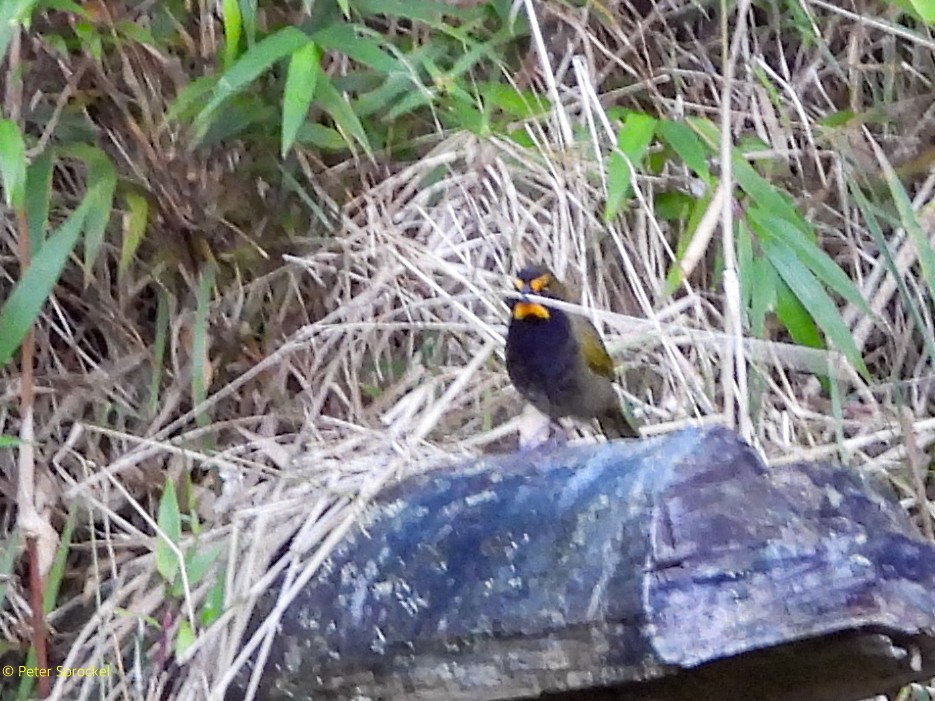 Goldbrauen-Gimpeltangare - ML644601587