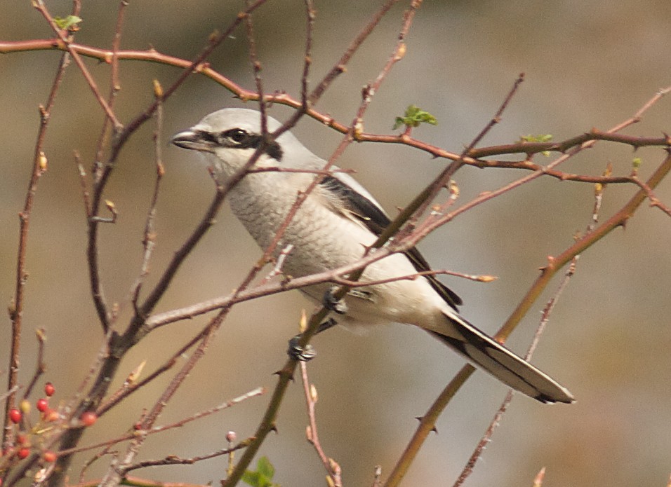 Сорокопуд північний - ML644601590