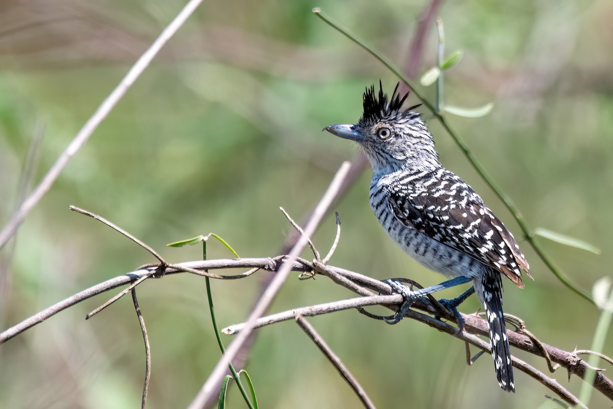 Batará Barrado - ML644601593
