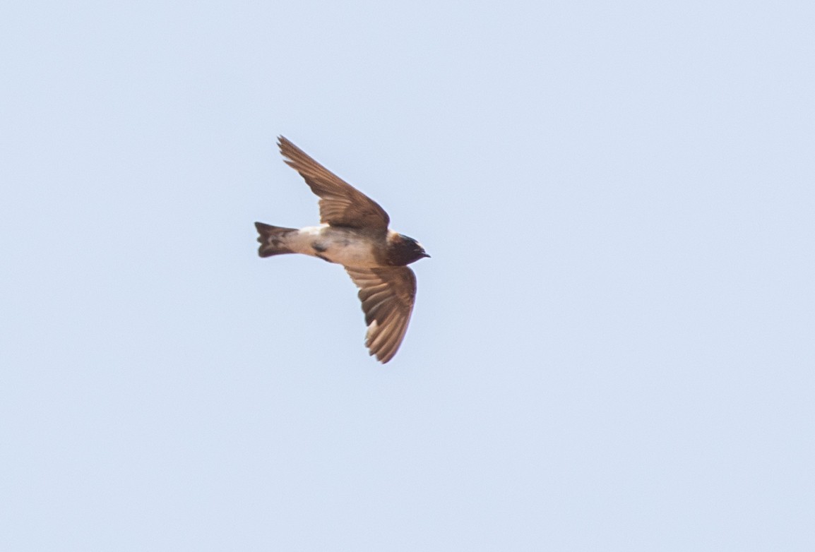 Cliff Swallow - ML644601594