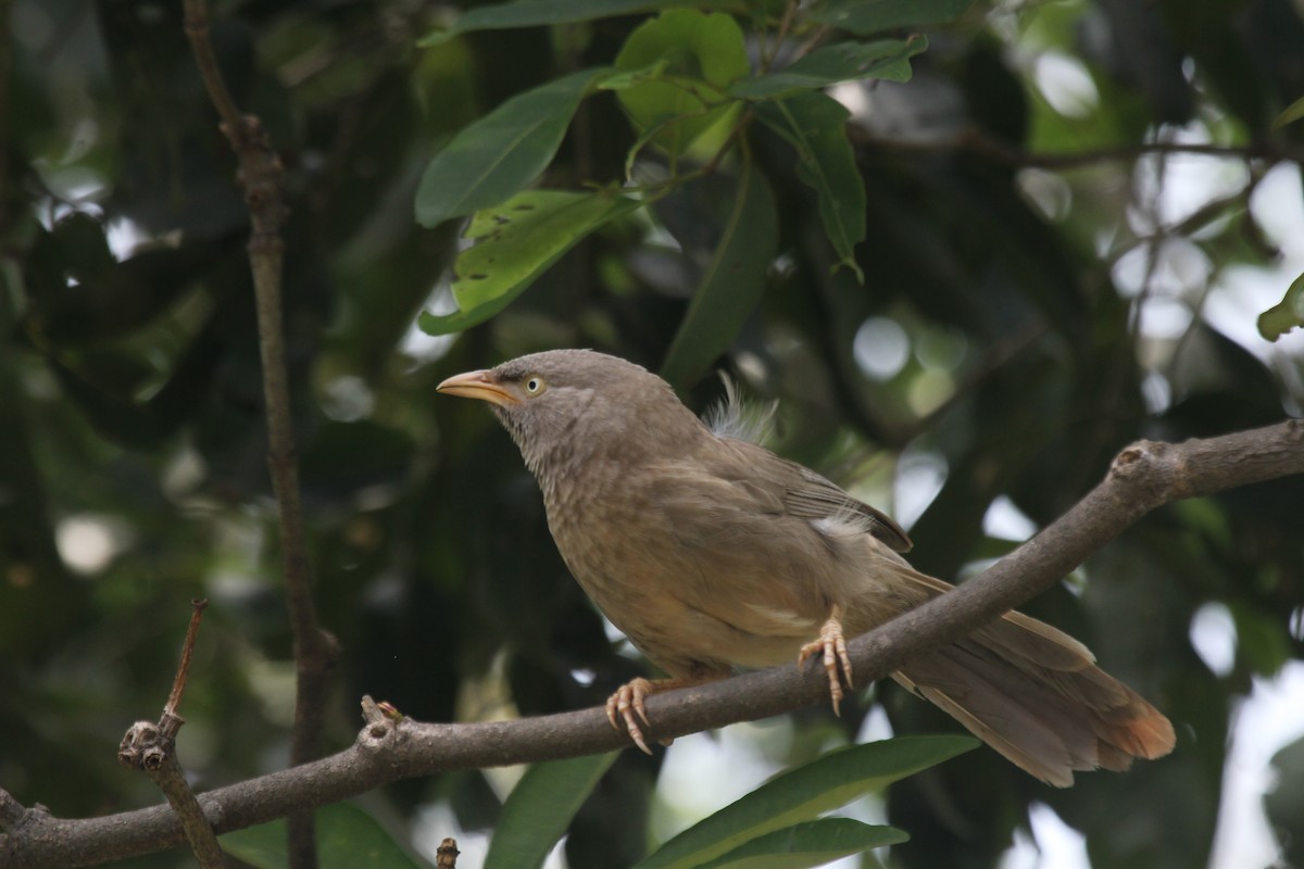 Çalılık Yedikardeşi - ML644601596