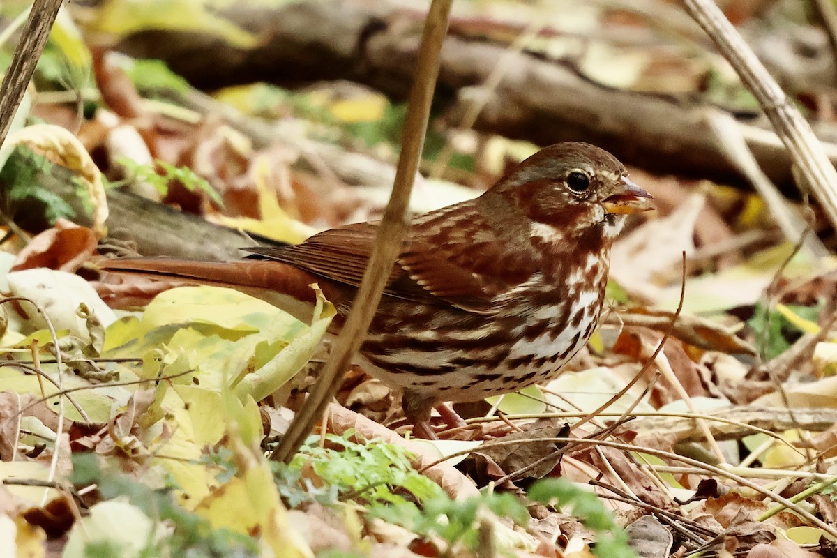 Fox Sparrow - ML644601597
