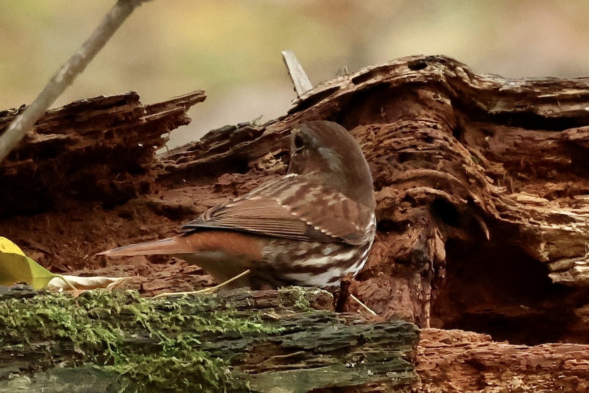 Fox Sparrow - ML644601598