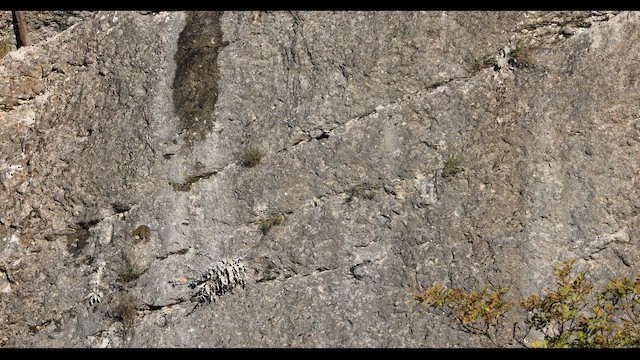 Treparriscos - ML644601601