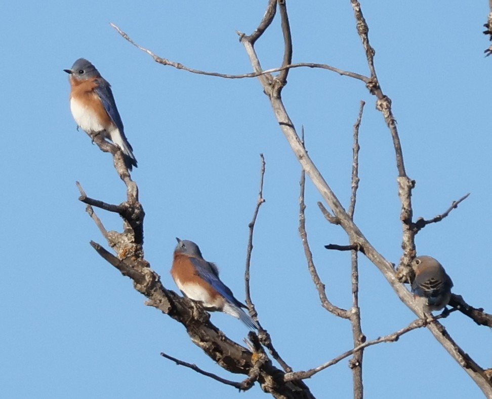 Eastern Bluebird - ML644601614